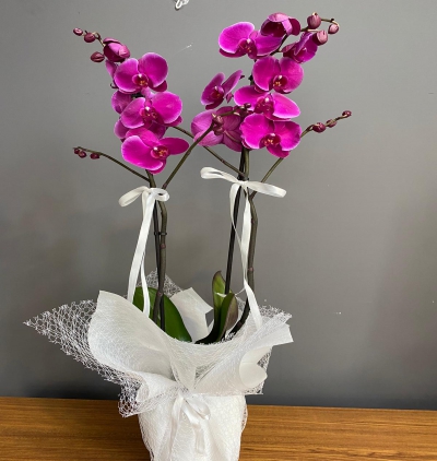 paşabahçe akvaryum vazoda 7'li kırmızı gül Çiçeği & Ürünü İthal 2 Dal Mor Orkide 