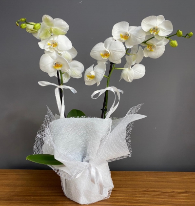 samsun çiçekçi İthal 2 Dal Beyaz Orkide 