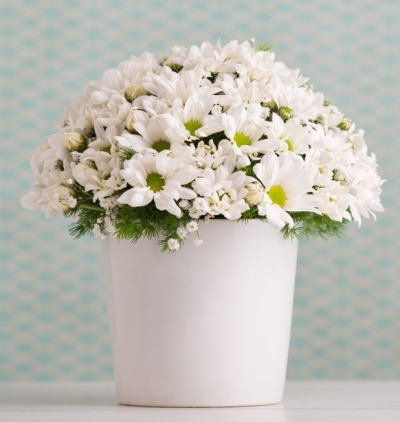 renkli hüsnüyusuf beyaz gül Çiçeği & Ürünü Beyaz papatya aranjmanı 