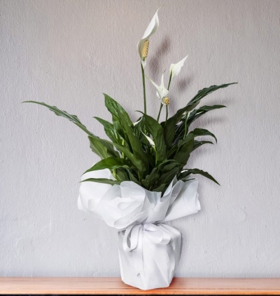  tekli beyaz phalanopsis orkide Çiçeği & Ürünü Saksıda Beyaz Spatifilyum 