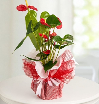 samsun çiçekçi Kırmızı Antoryum (Anthurium )Saksı Çiçeği 