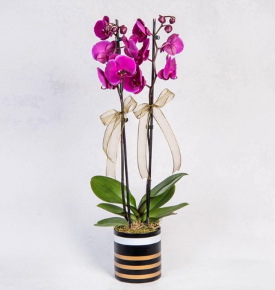 vazoda 9 kırmızı gül Çiçeği & Ürünü Gold Çizgili Vazoda 2 Dal Mor Orkide Çiçeği 