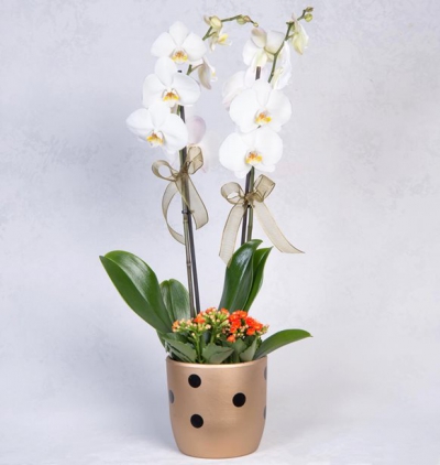  Atakum Çiçek Siparişi Puantiyeli Vazoda Çiftli Beyaz Phalaenopsis ve Turuncu Kalanchoeler