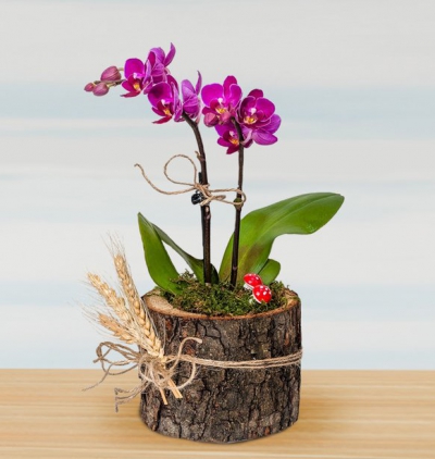 Samsun Çiçekçi Doğal Ahşap Saksıda Mini İkili Mor Orkide