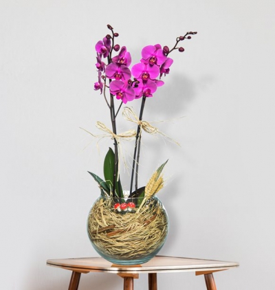 puantiyeli vazoda guzmania bitkisi Çiçeği & Ürünü Paşabahçe Cam Fanusta 2 Dal Mor Orkide Çiçeği 