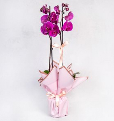 puantiyeli vazoda 2 dal mor orkide Çiçeği & Ürünü Çiftli Mor Orkide 