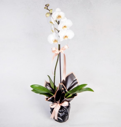 vazoda 9 kırmızı gül Çiçeği & Ürünü  Tekli Beyaz Phalanopsis Orkide 