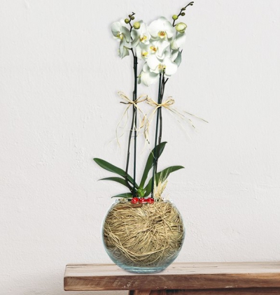 dekoratif saksıda zelkova bonsai Çiçeği & Ürünü Paşabahçe Cam Fanusta 2 Dal Beyaz Orkide Çiçeği 