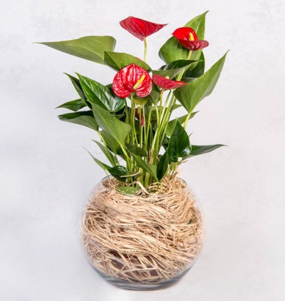 puantiyeli vazoda 2 dal mor orkide Çiçeği & Ürünü Paşabahçe Cam Fanusta Kırmızı Antoryum 