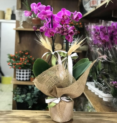 puantiyeli vazoda guzmania bitkisi Çiçeği & Ürünü İki Dal Mor Orkide 