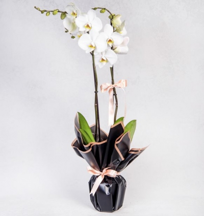 dekoratif saksıda zelkova bonsai Çiçeği & Ürünü İki Dal Beyaz Orkidem 