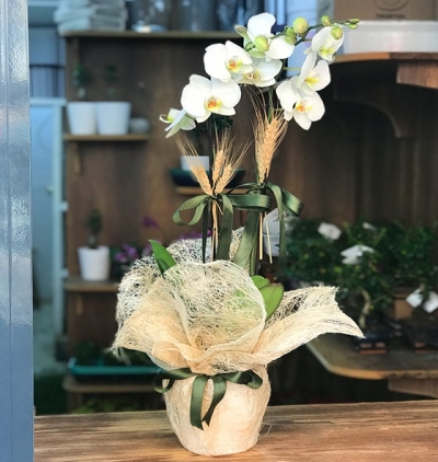 puantiyeli vazoda 2 dal mor orkide Çiçeği & Ürünü Doğal Orkidem 