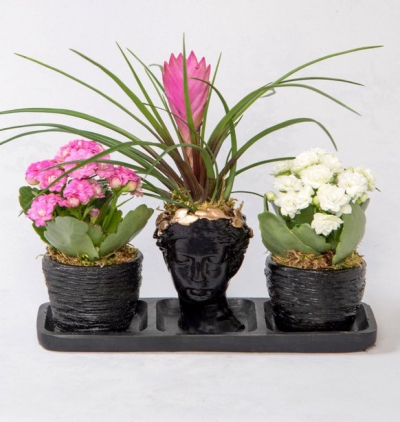 puantiyeli vazoda guzmania bitkisi Çiçeği & Ürünü Trio Helen Tillendsia ve Kalanchoe - Pembe - Beyaz 