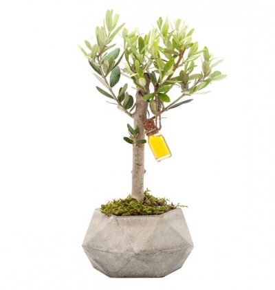 dekoratif saksıda zelkova bonsai Çiçeği & Ürünü Beton Saksıda Zeytin Ağacı 