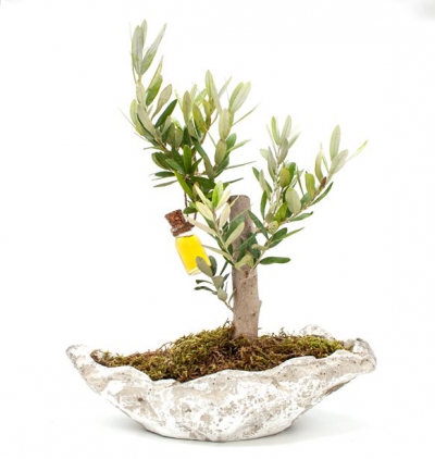 dekoratif saksıda zelkova bonsai Çiçeği & Ürünü Kayık Saksıda Zeytin Ağacı 