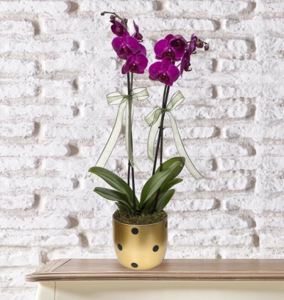 trio helen kalanchoe - beyaz Çiçeği & Ürünü Puantiyeli Vazoda 2 Dal Mor Orkide 