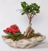  Samsun Çiçek Siparişi Dekoratif Saksıda Ficus Gingsey Bonsai ve Kalanchoe