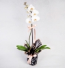  Atakum Çiçekçi  Tekli Beyaz Phalanopsis Orkide