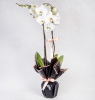  Samsun Çiçek Siparişi İki Dal Beyaz Orkidem