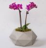  Samsun Atakum Çiçekçi Beton Saksı Çift Dal Mini Orkide
