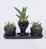 Samsun Çiçekçi Trio Tekli Helen Saksıda Aloe Variegatalar ve Haworthia Concolor