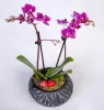  Samsun Atakum Çiçekçi Siyah Eskitme Saksıda Çift Dal Mini Orkide